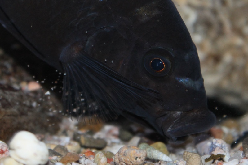 Pseudotropheus crabro